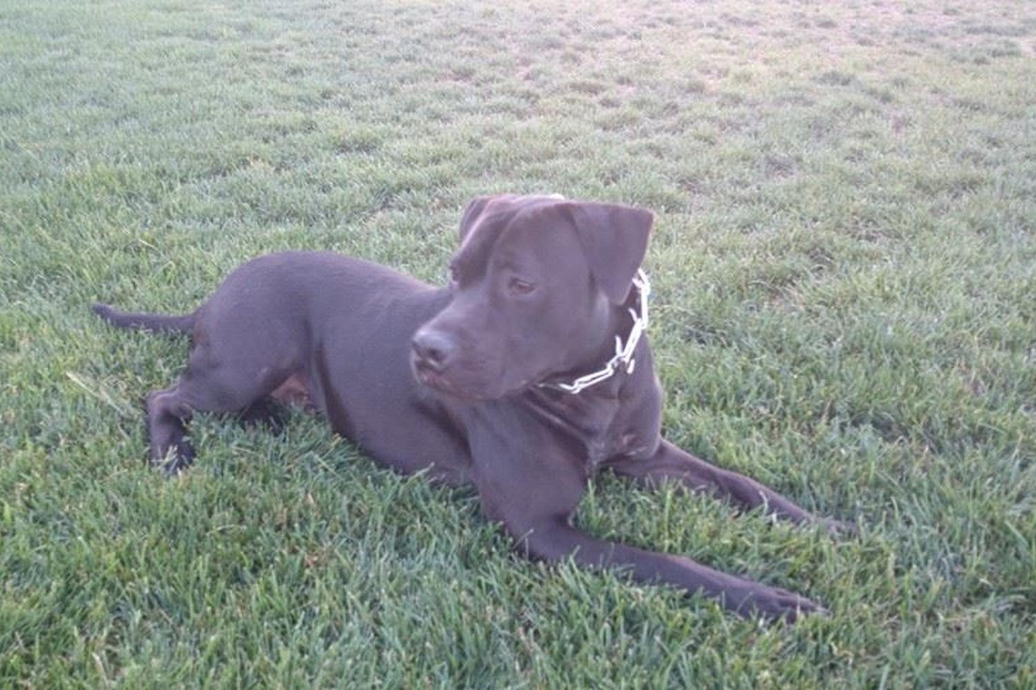 Willow Oaks Dog Park 1
