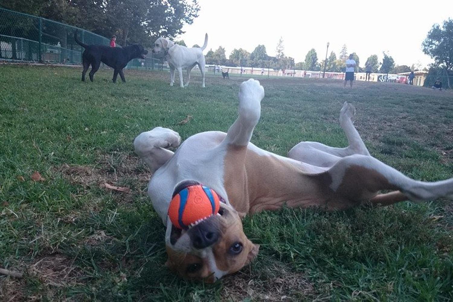 Willow Oaks Dog Park 3