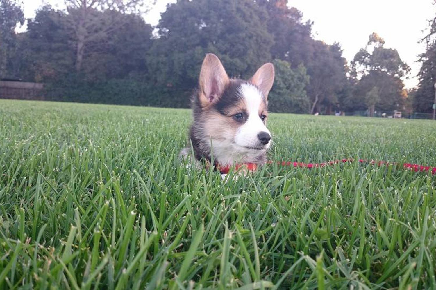 Willow Oaks Dog Park 2