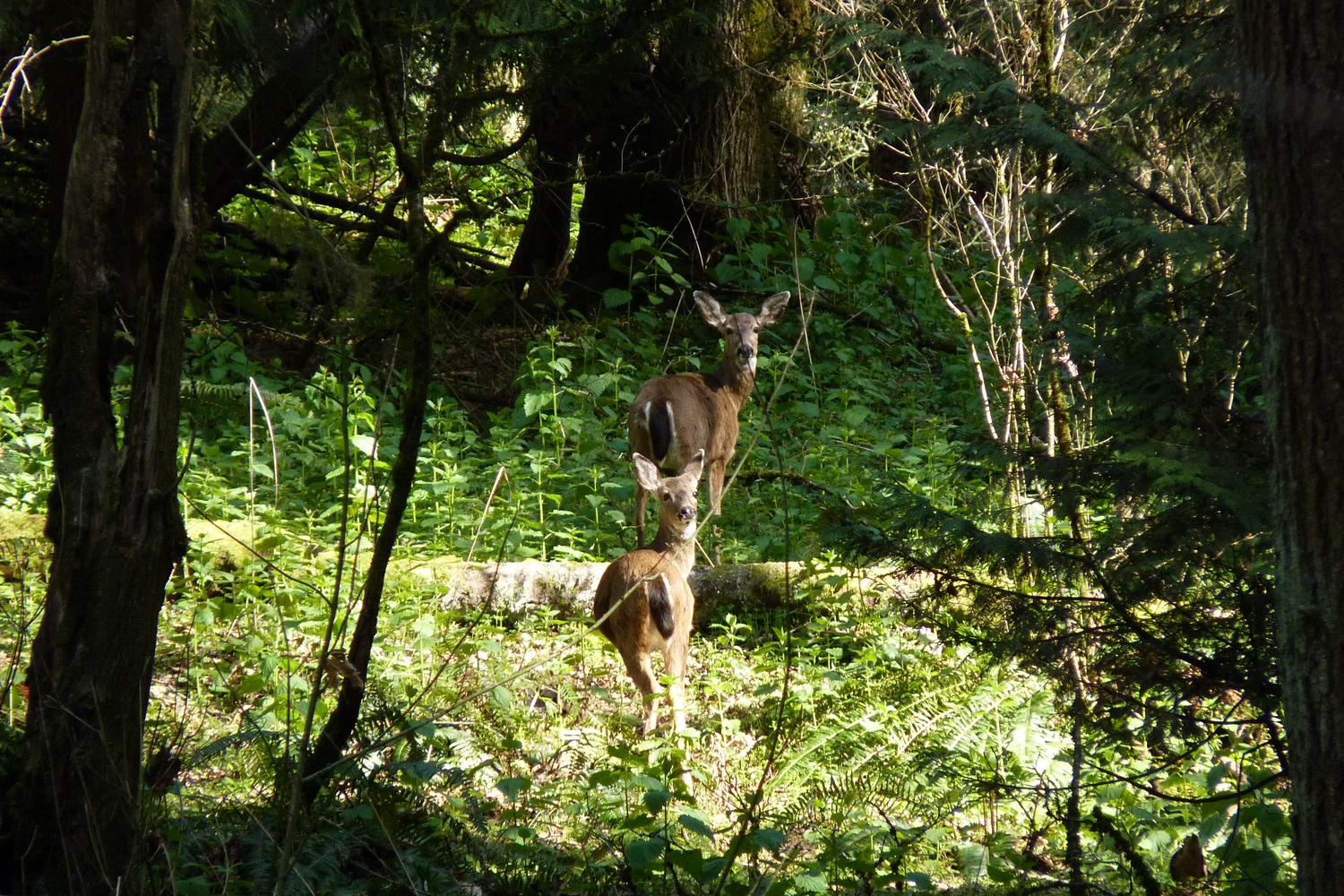 Powell Butte Nature Park 0