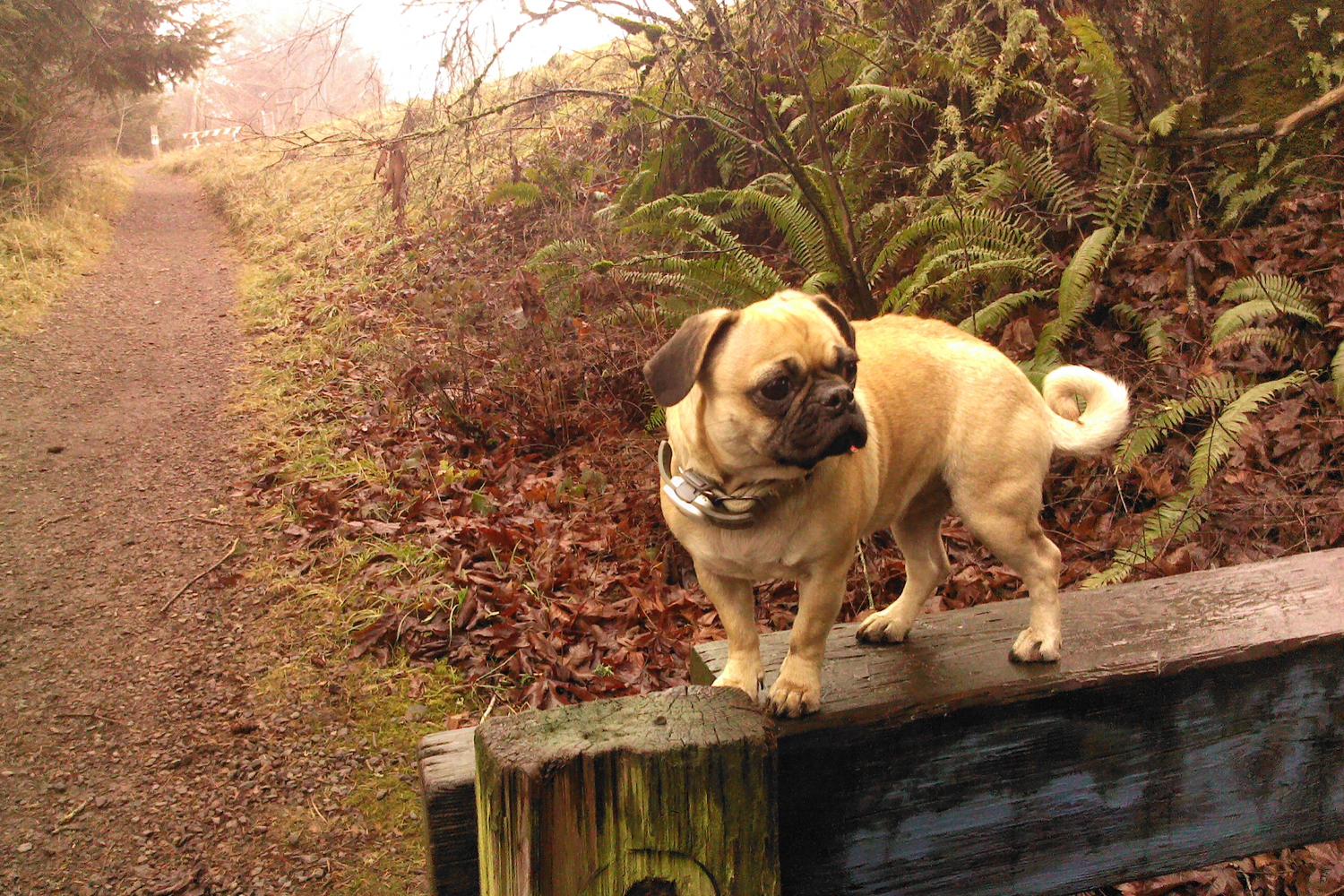 Powell Butte Nature Park 3