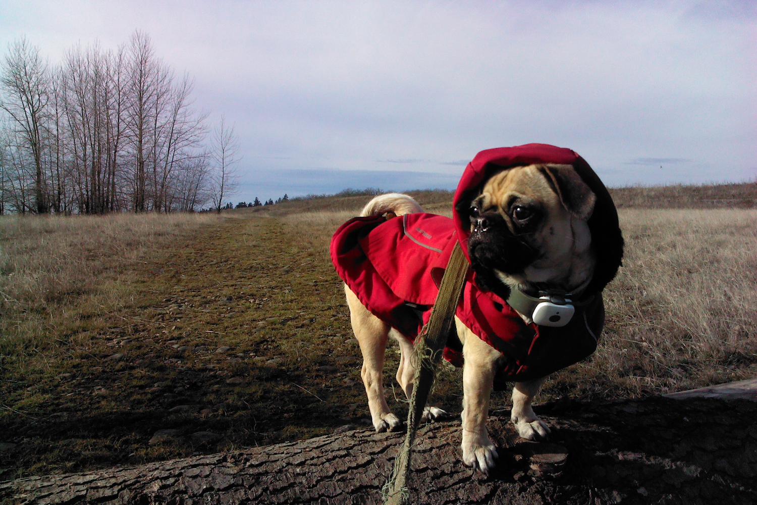 Powell Butte Nature Park 4