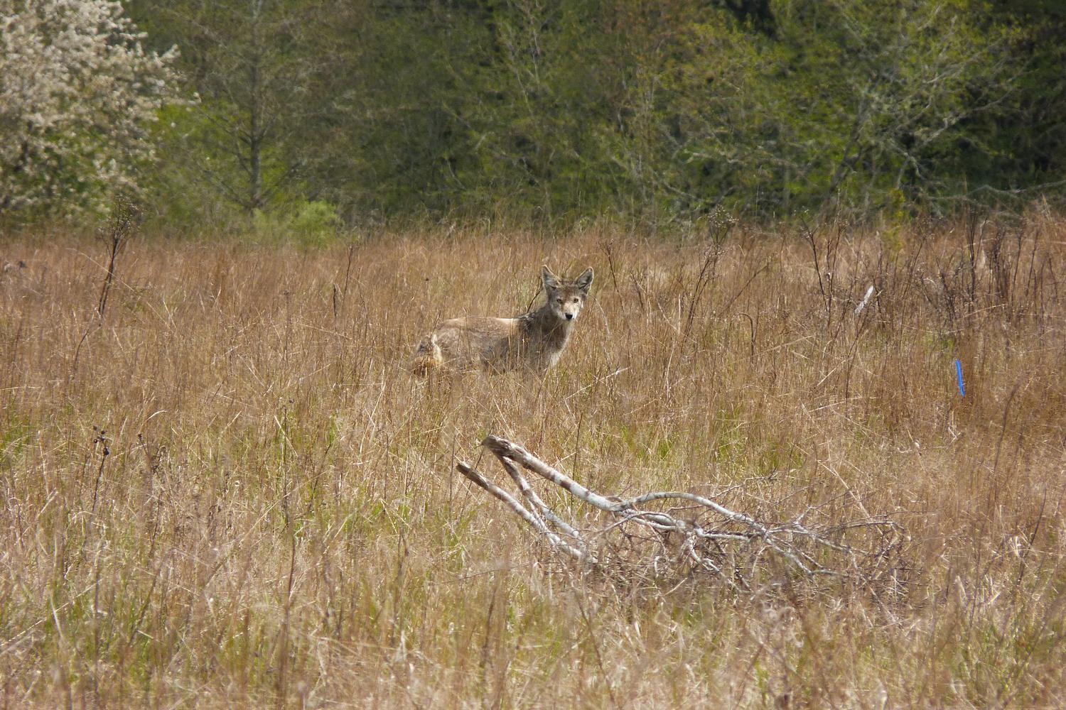 Powell Butte Nature Park 1