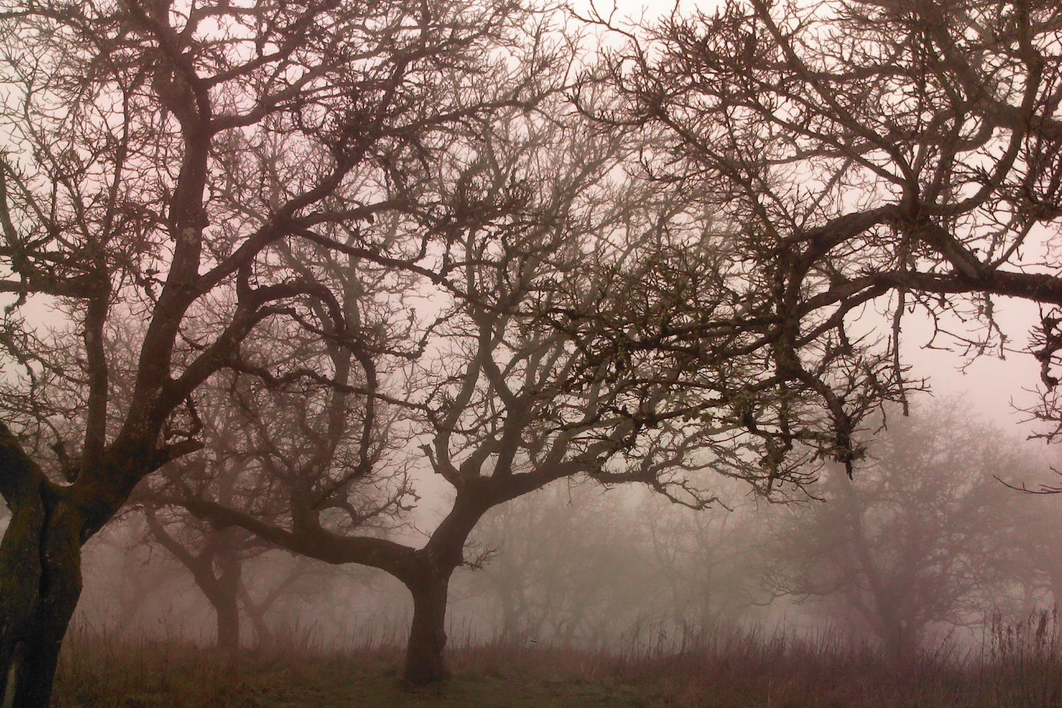 Powell Butte Nature Park 2