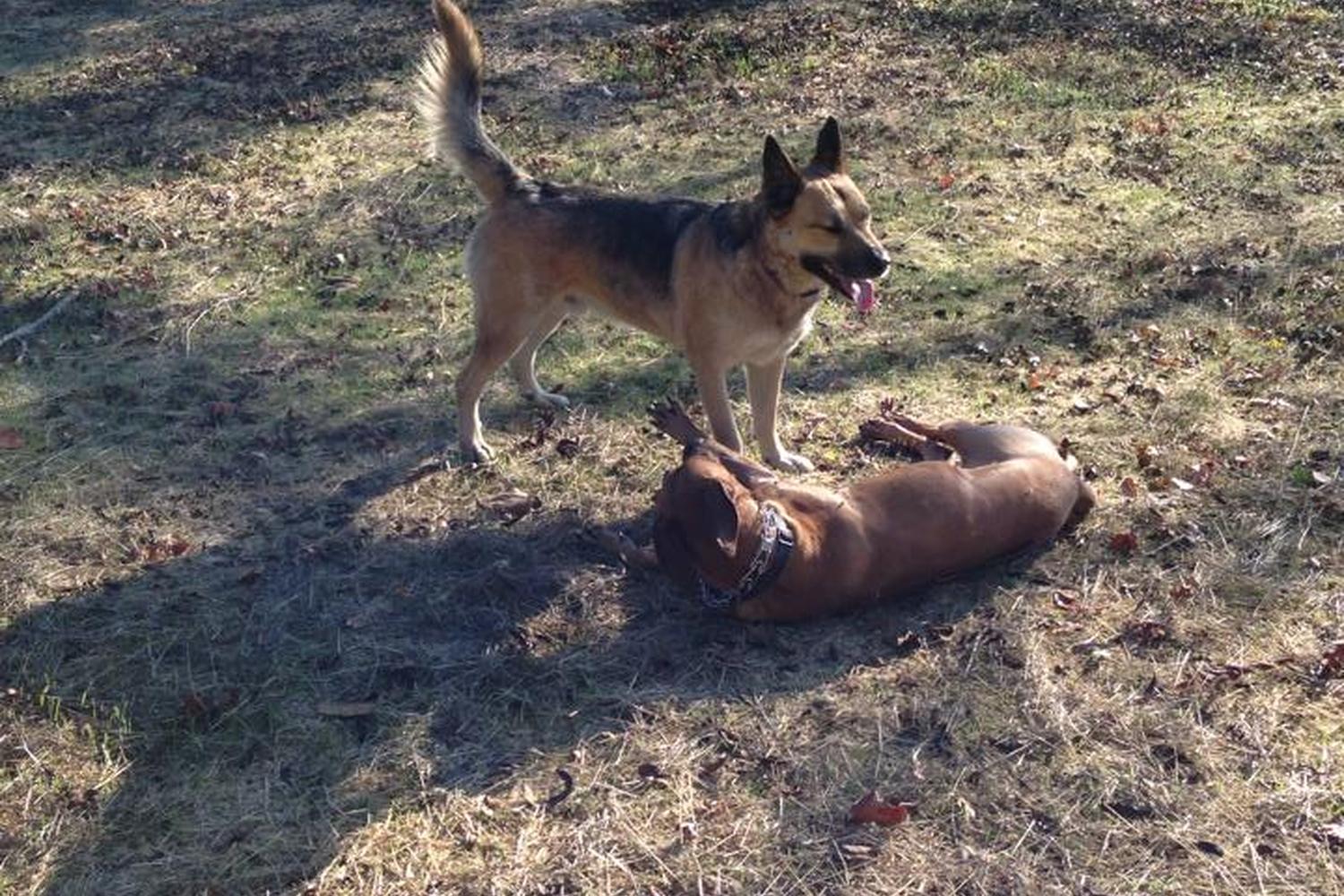 Selma Olinder Dog Park 4