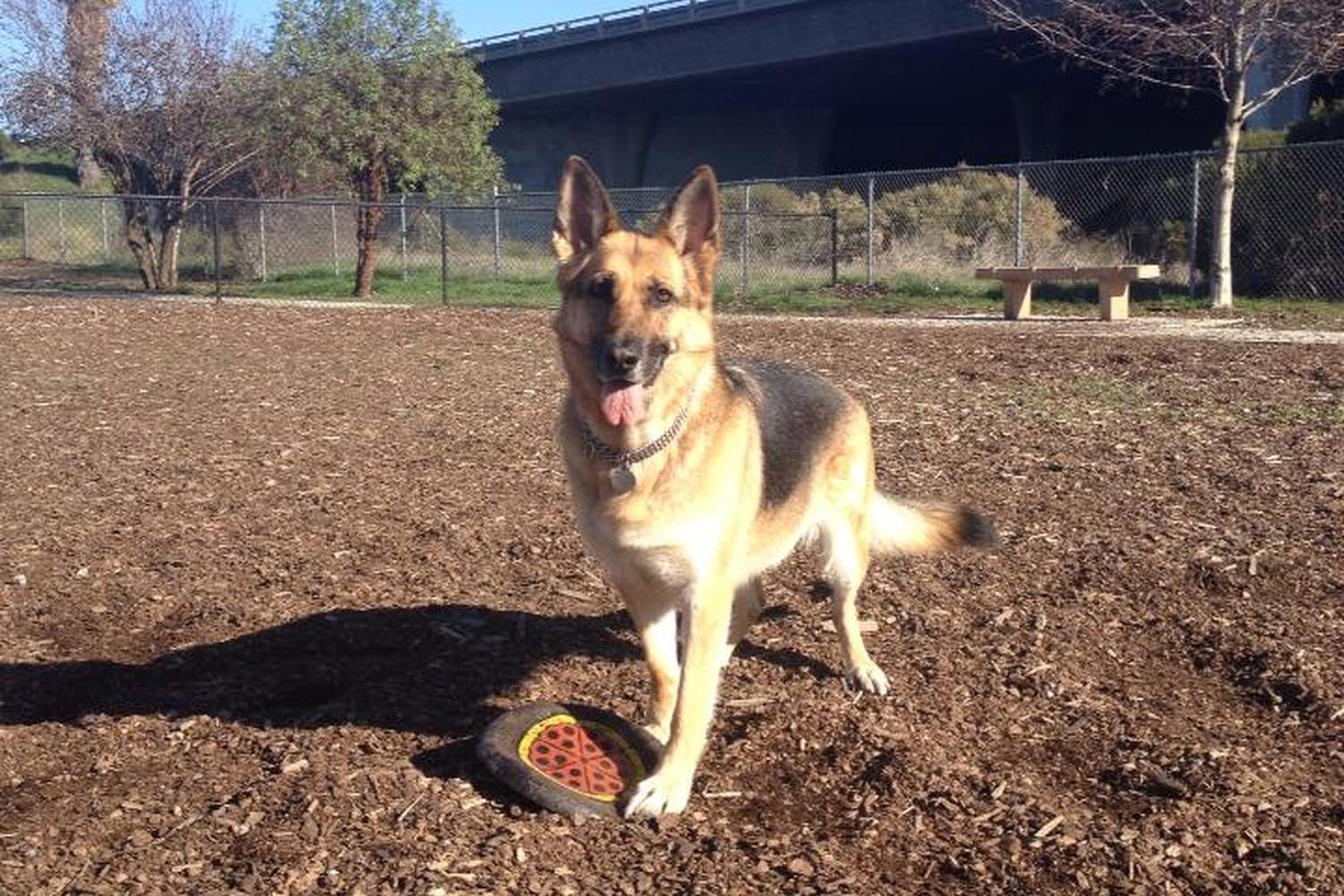 Selma Olinder Dog Park 3