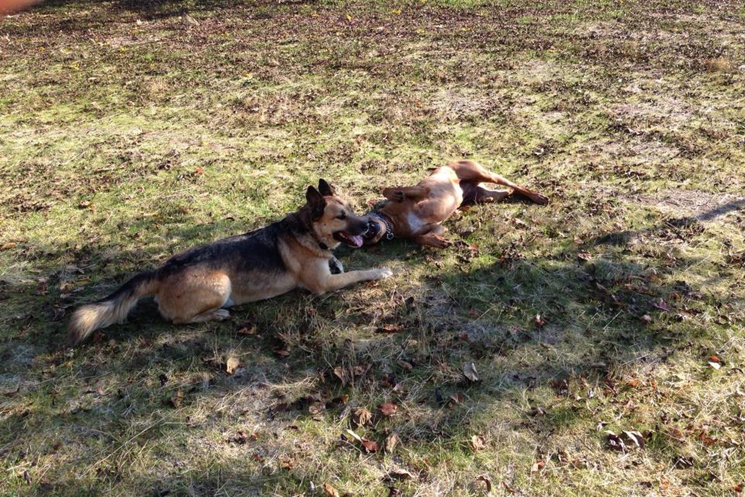 Selma Olinder Dog Park 5