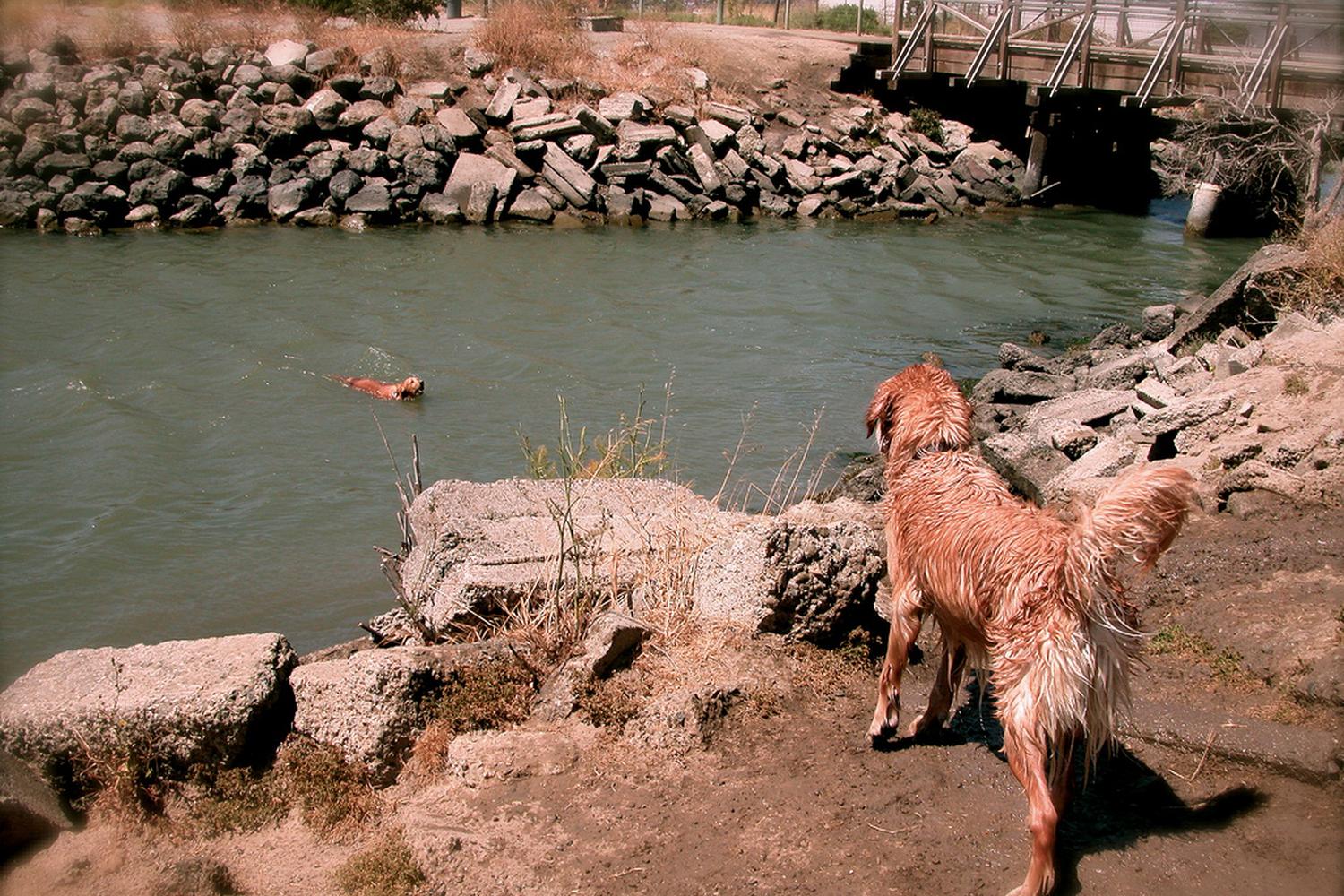 Point Isabel Regional Shoreline Dog Park 1