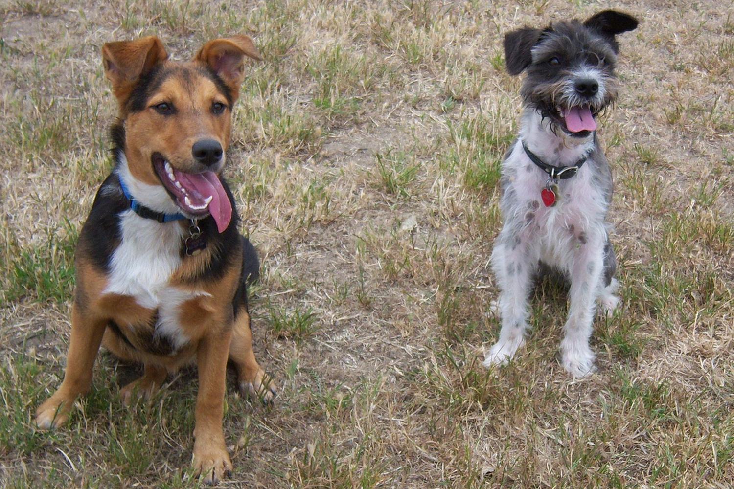Point Isabel Regional Shoreline Dog Park 2