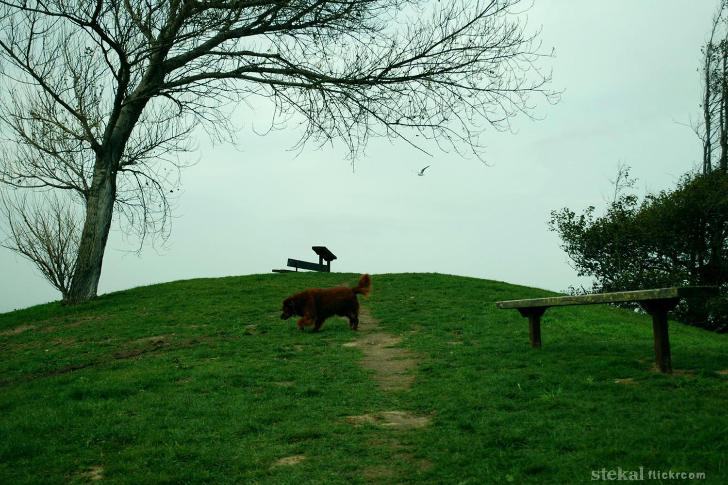 Point Isabel Regional Shoreline Dog Park 0