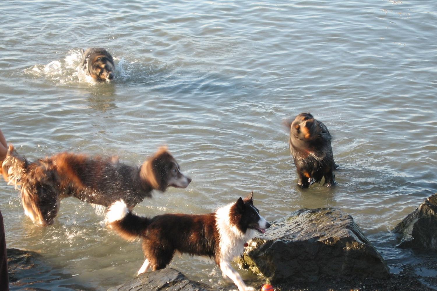 Point Isabel Regional Shoreline Dog Park 7