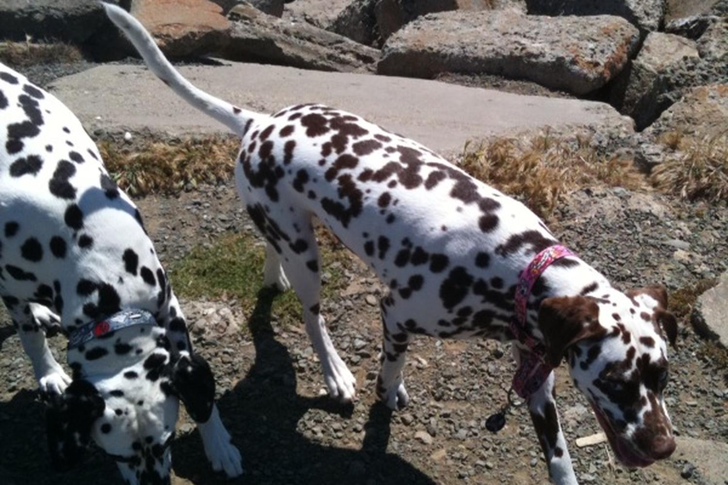 Point Isabel Regional Shoreline Dog Park 5
