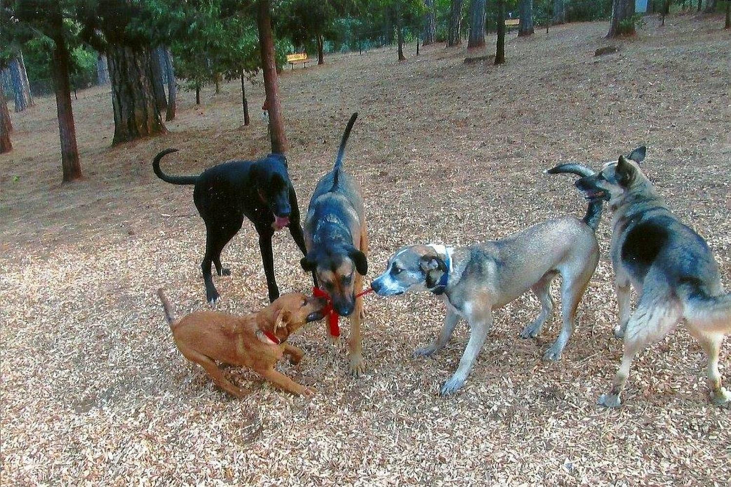 Dogs Run Free of Nevada County 0