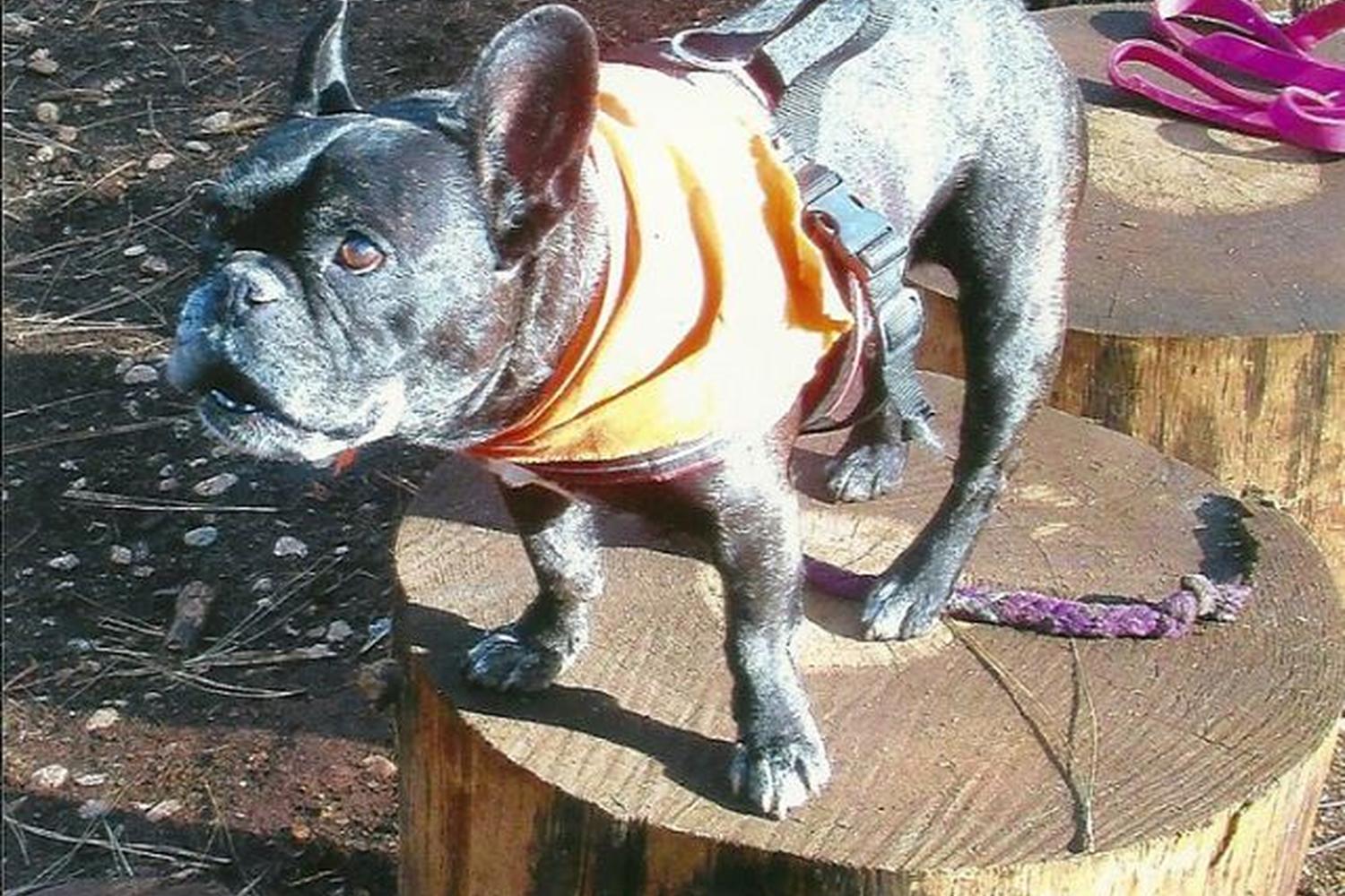 Dogs Run Free of Nevada County 3