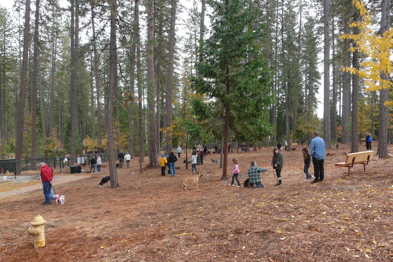 Dogs Run Free of Nevada County 5