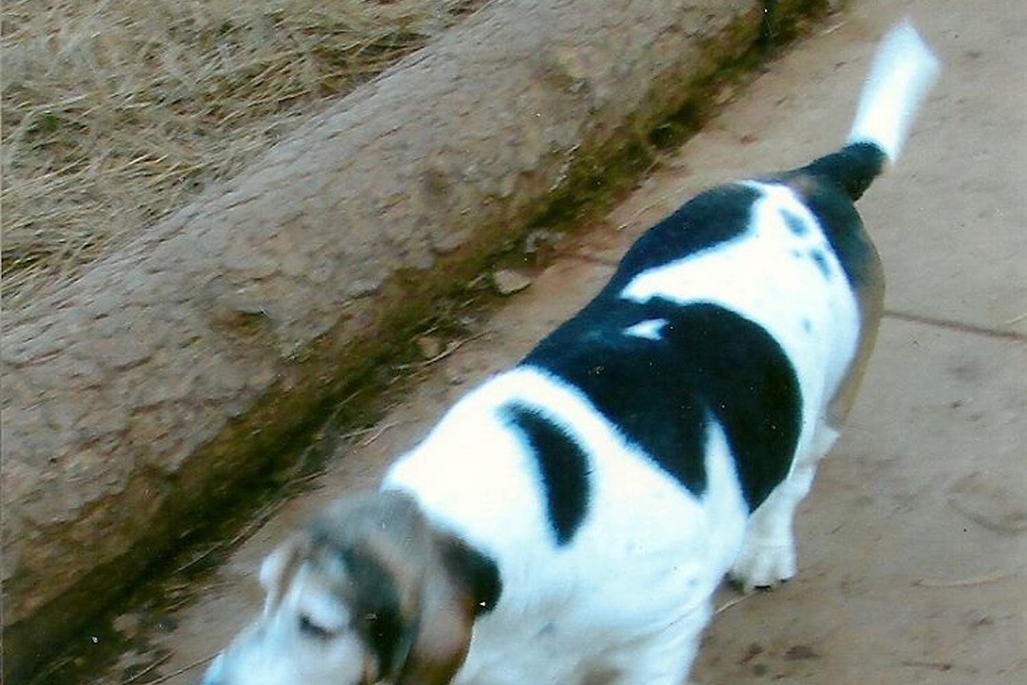 Dogs Run Free of Nevada County 1