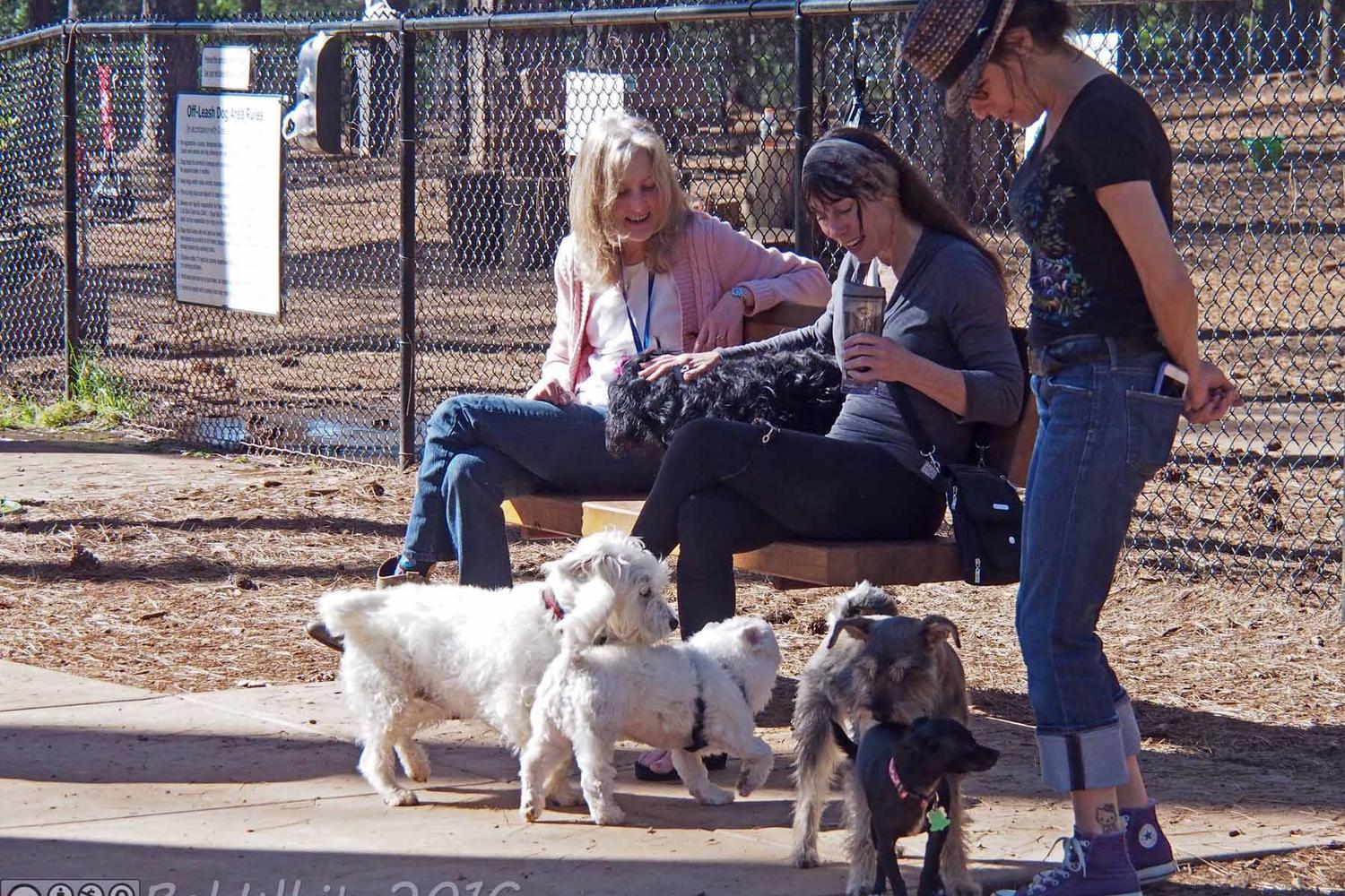 Dogs Run Free of Nevada County 2