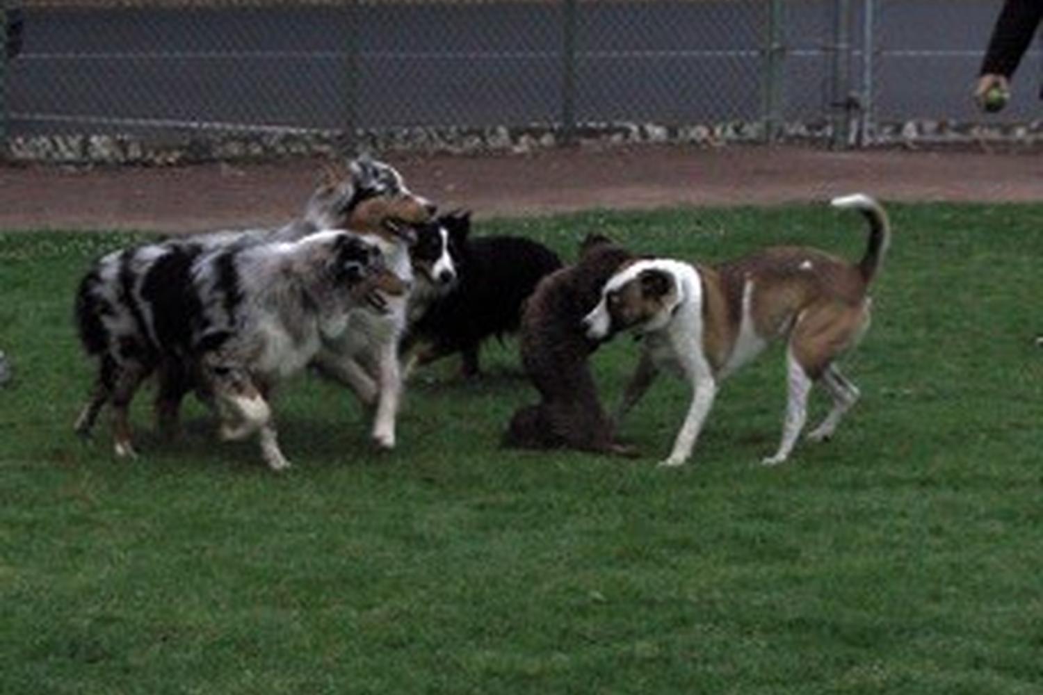 Nealon Dog Park 1