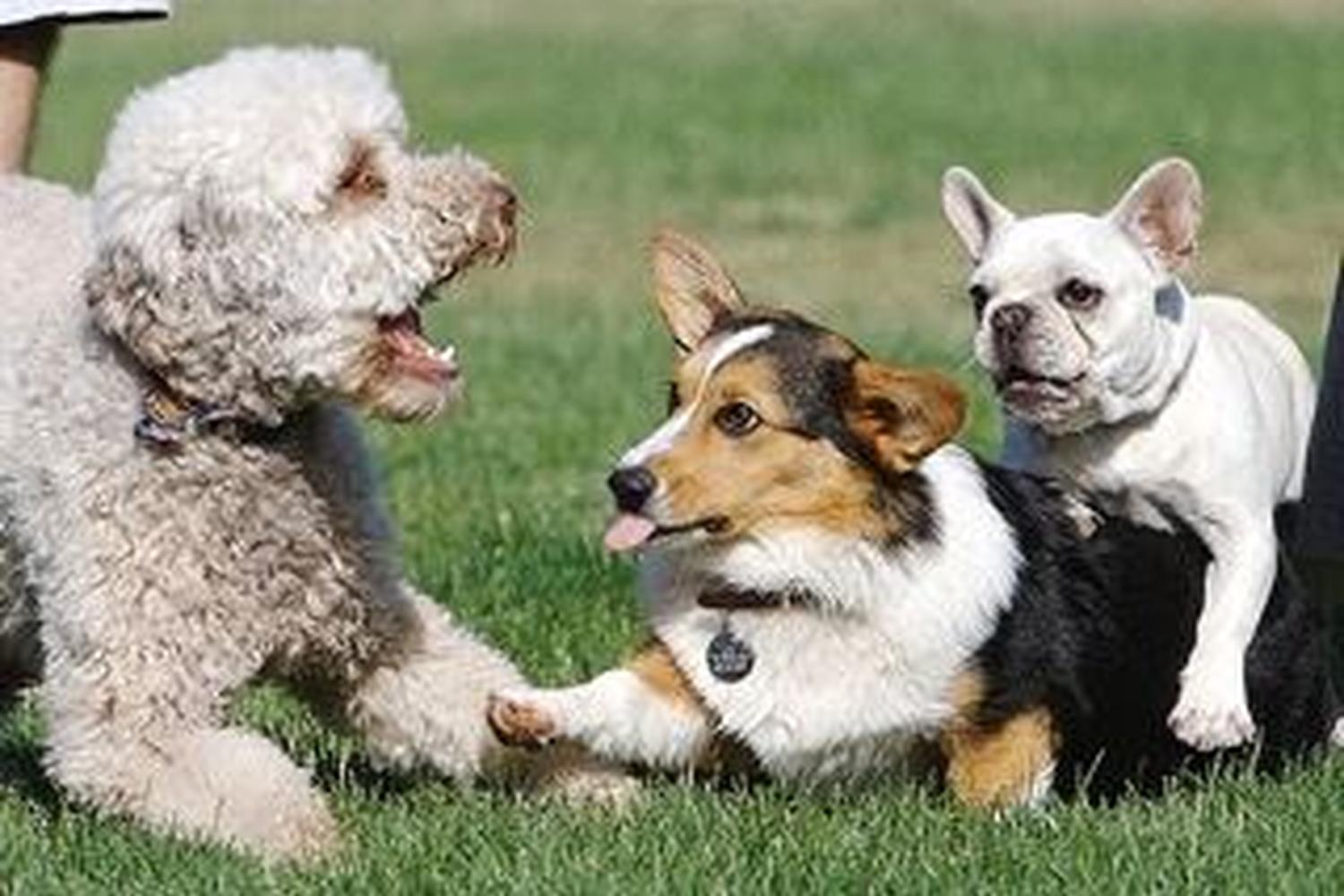 Nealon Dog Park 2