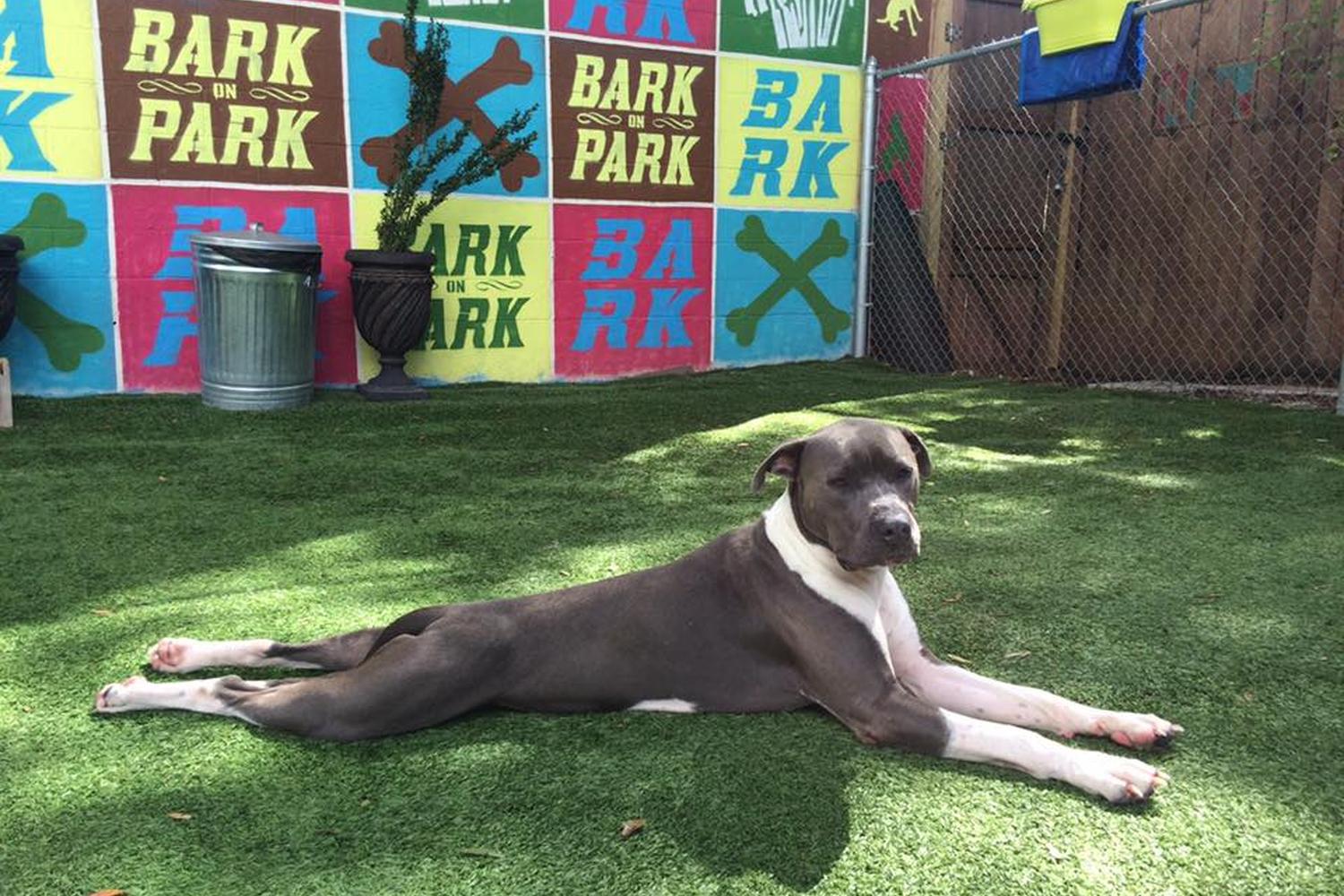 Bark Boutique 3