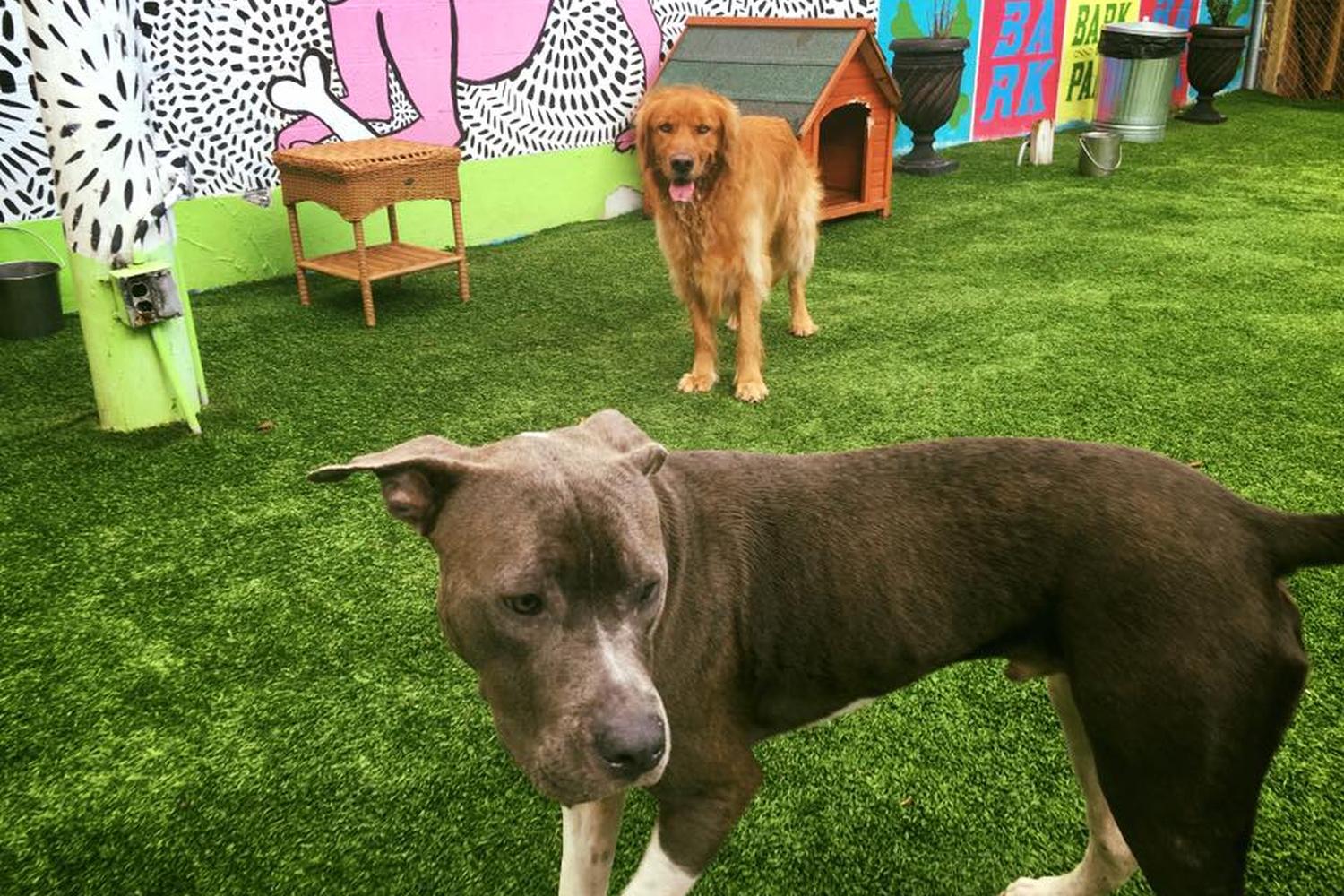 Bark Boutique 5