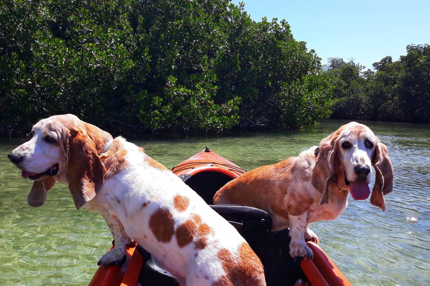 Lazy Dog Adventures 0