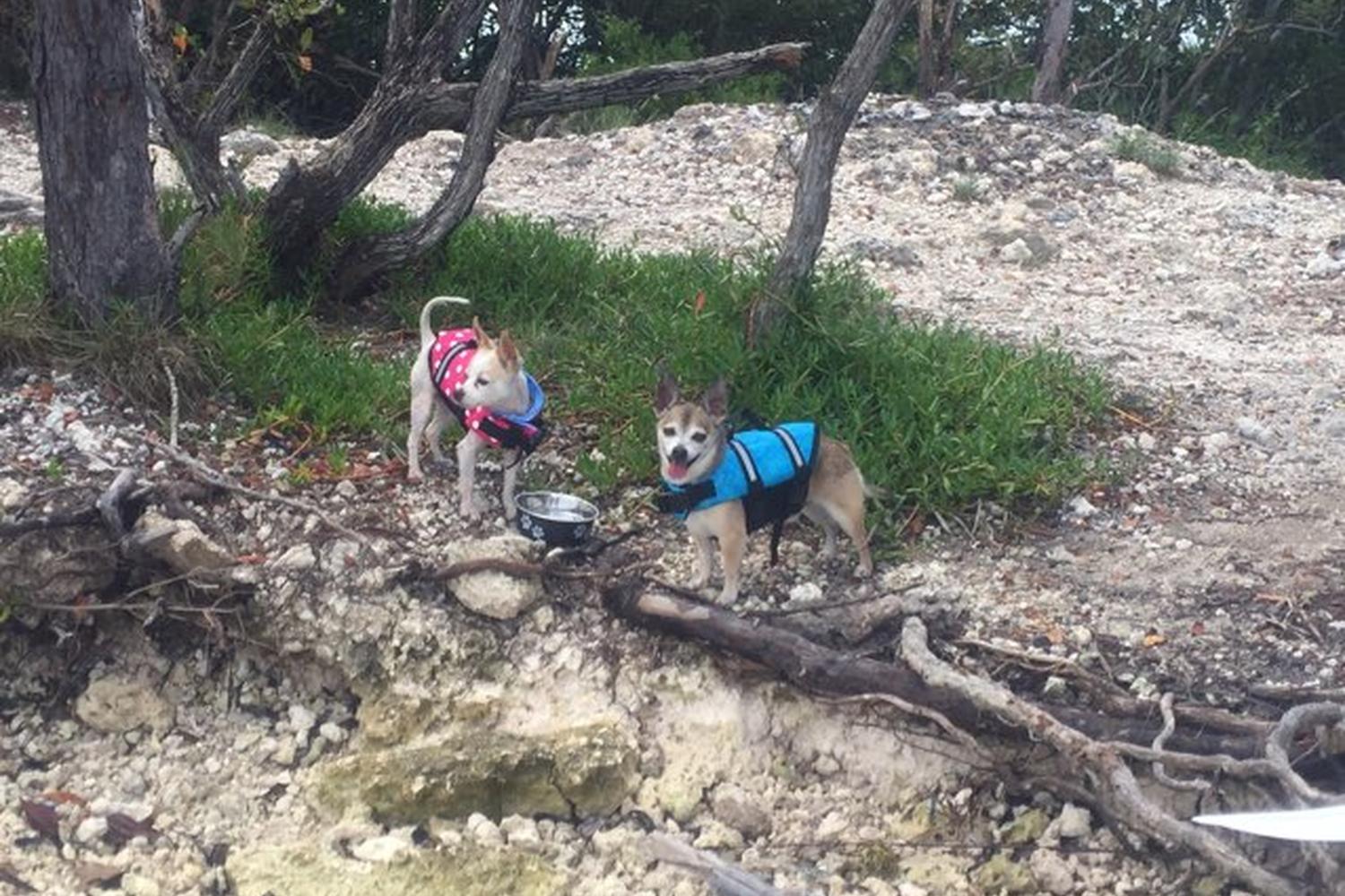 Lazy Dog Adventures 3