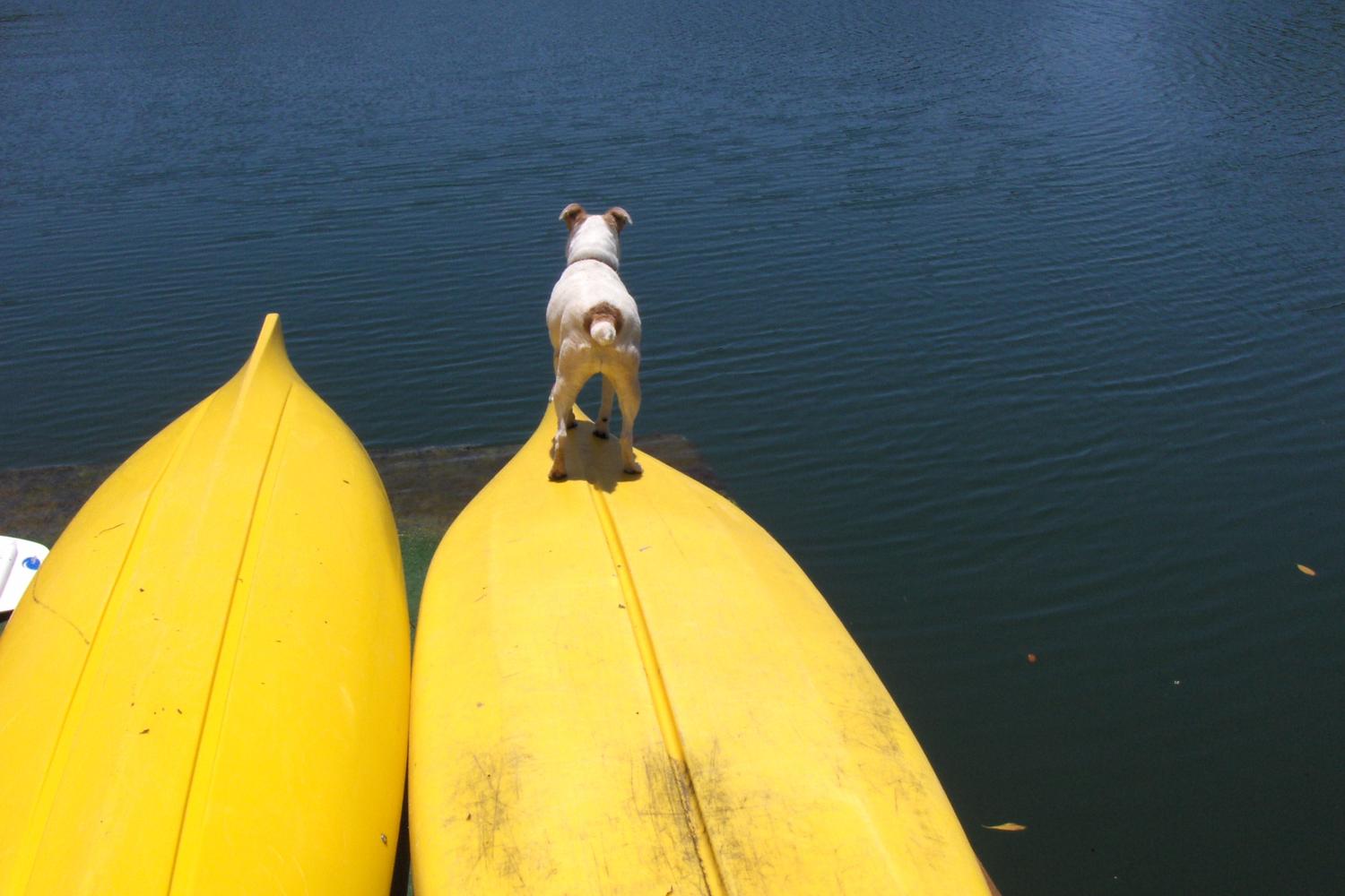 Lazy Dog Adventures 2