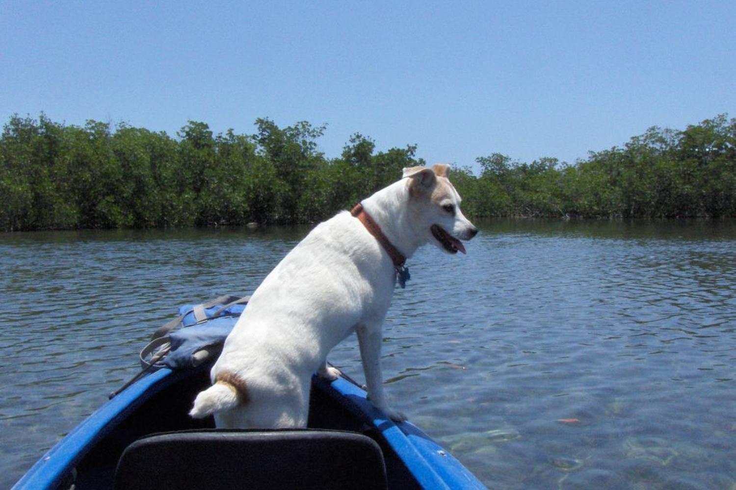 Lazy Dog Adventures 1