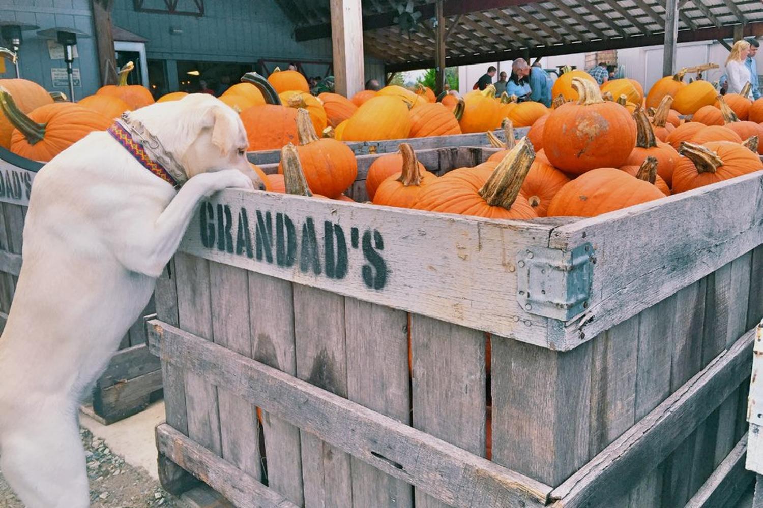 Grandad's Apples 5