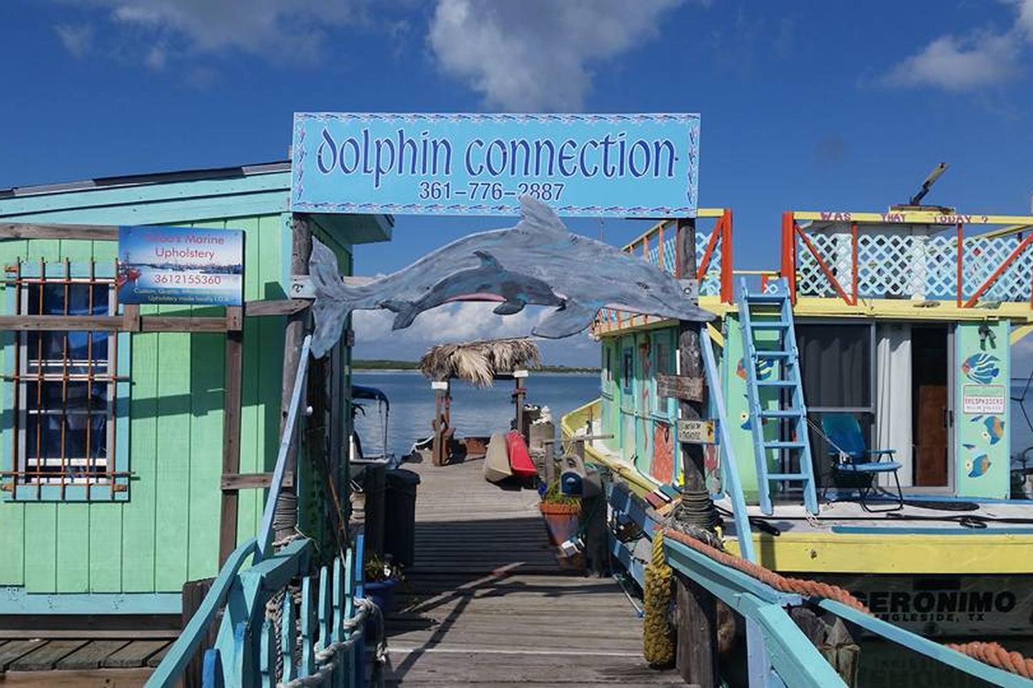 Dolphin Connection Texas 3