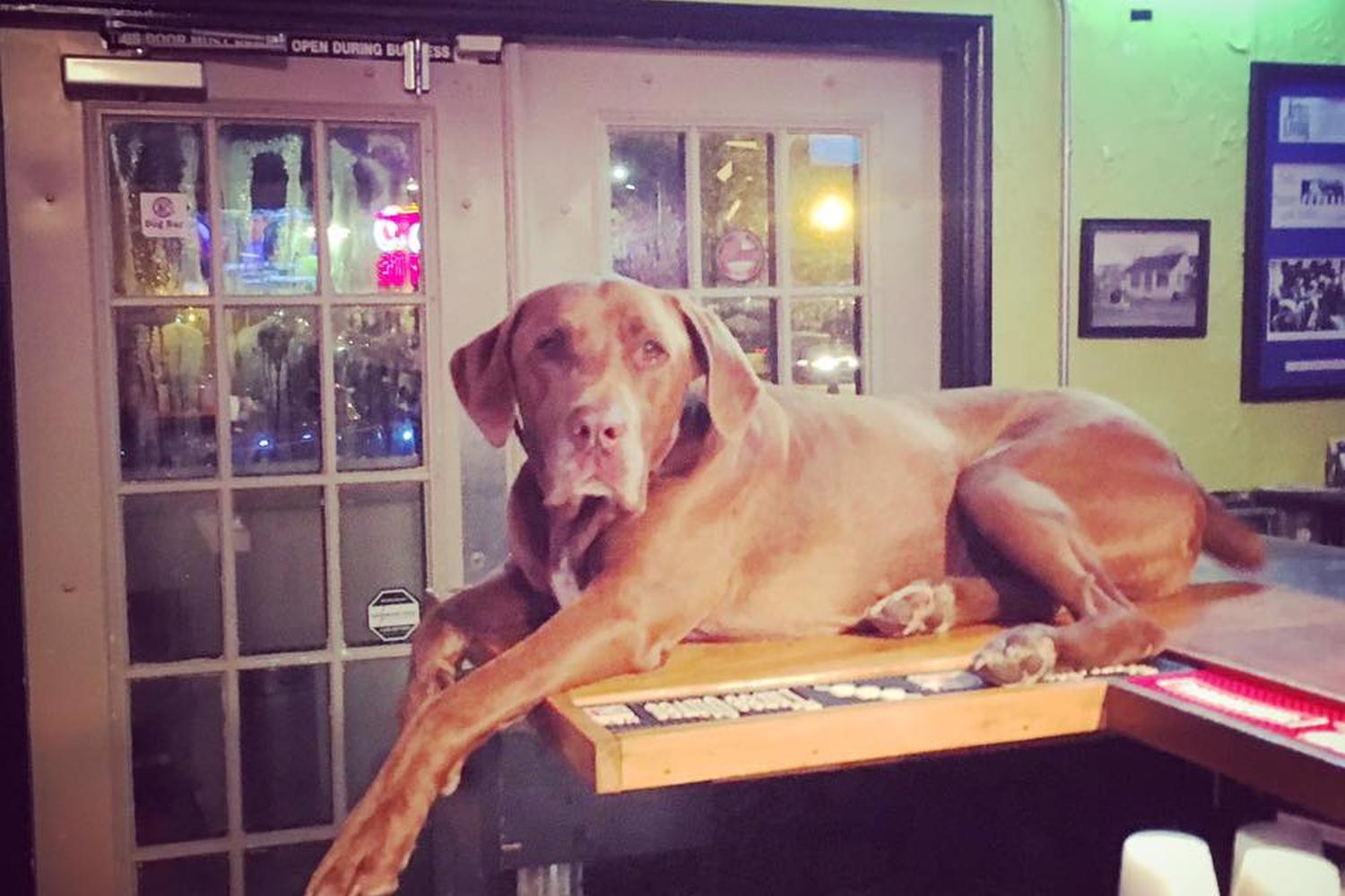 The Dog Bar 1