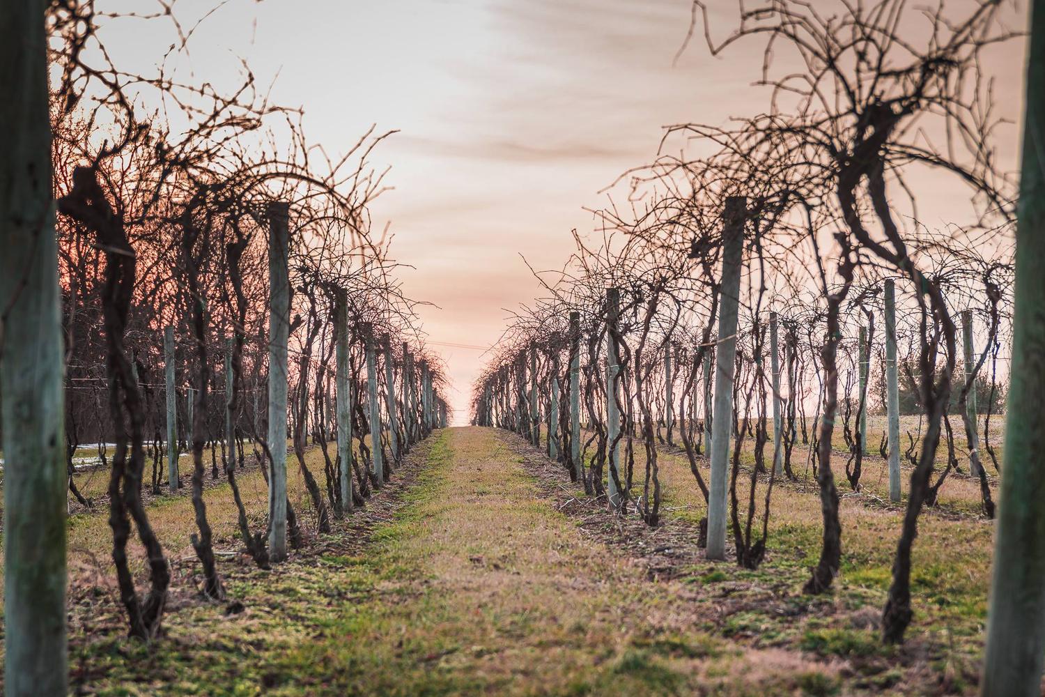 Kreutz Creek Vineyards and Winery 2