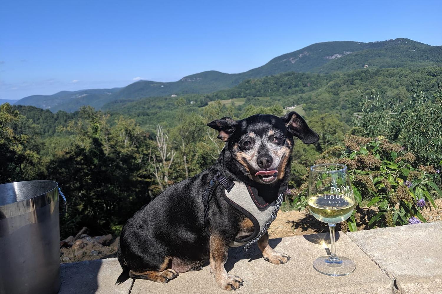 Point Lookout Vineyards 7