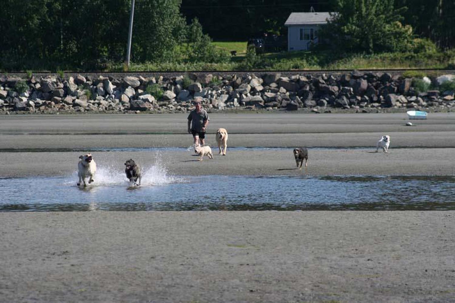 Walnut Park Off Leash Area 3
