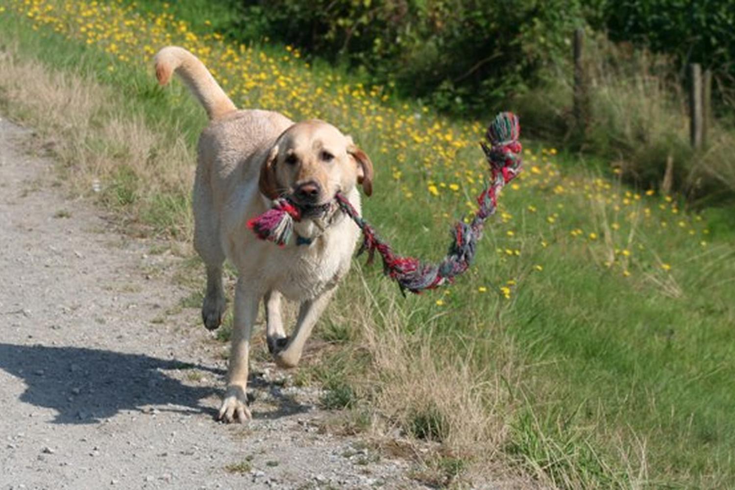 Walnut Park Off Leash Area 1