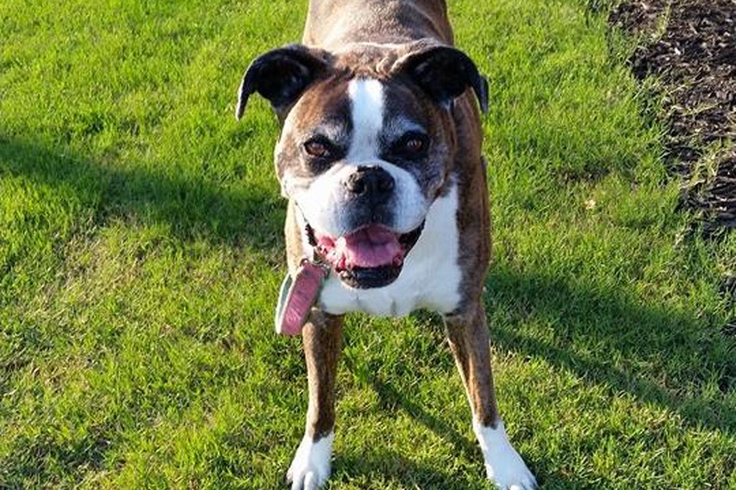 Cherie's Pet Sitting - My Concierge of Greer 5