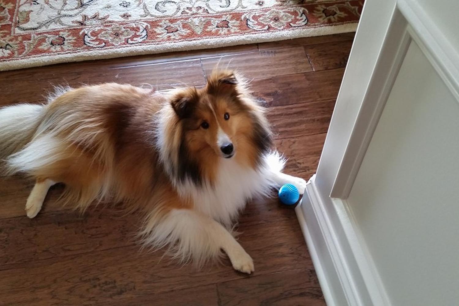 Cherie's Pet Sitting - My Concierge of Greer 1