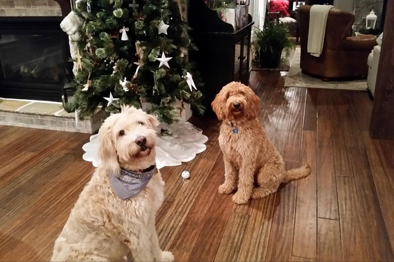 Cherie's Pet Sitting - My Concierge of Greer 0