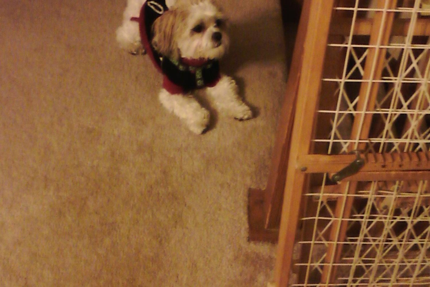 Dupage Dog Walking Services 2