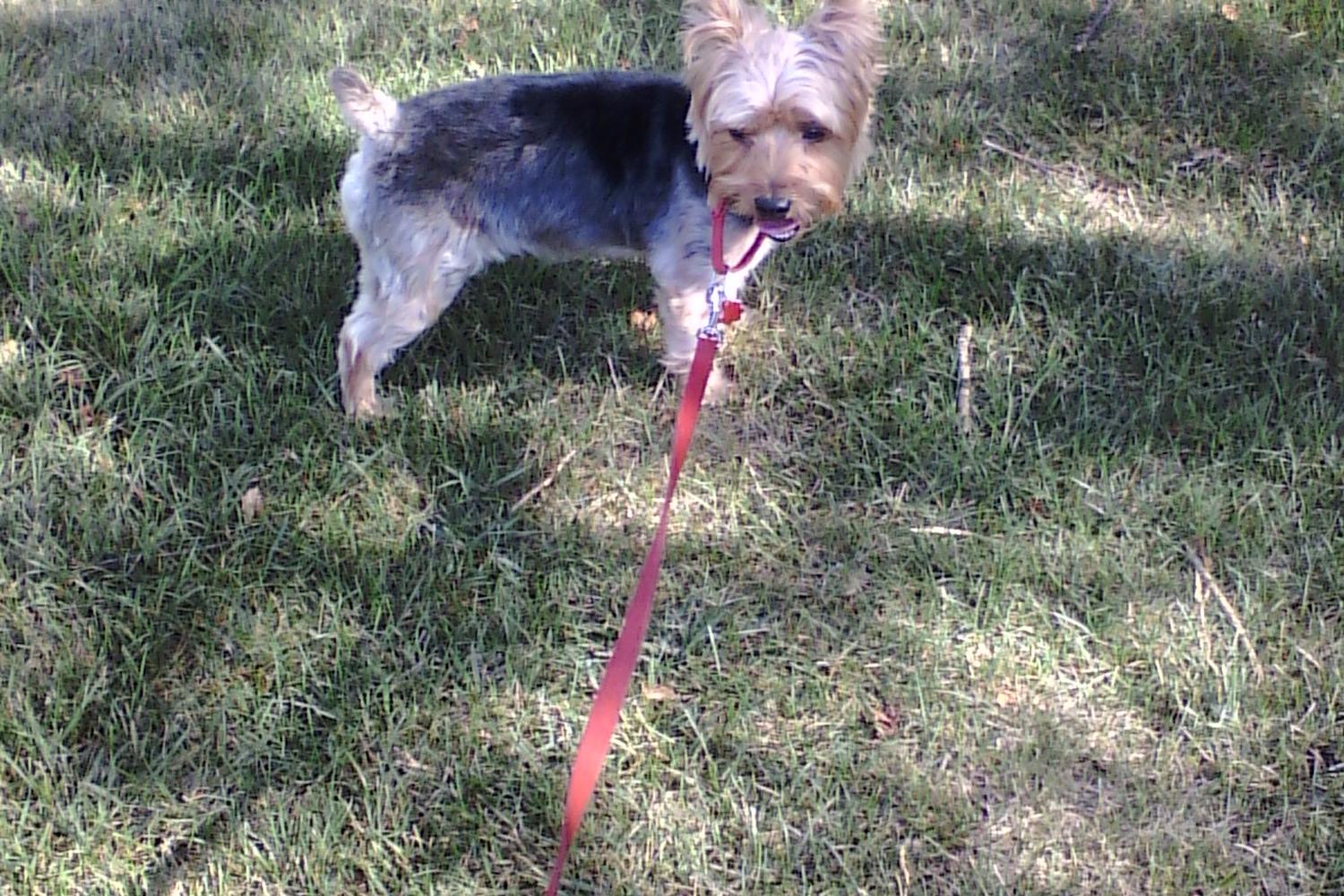 Dupage Dog Walking Services 4