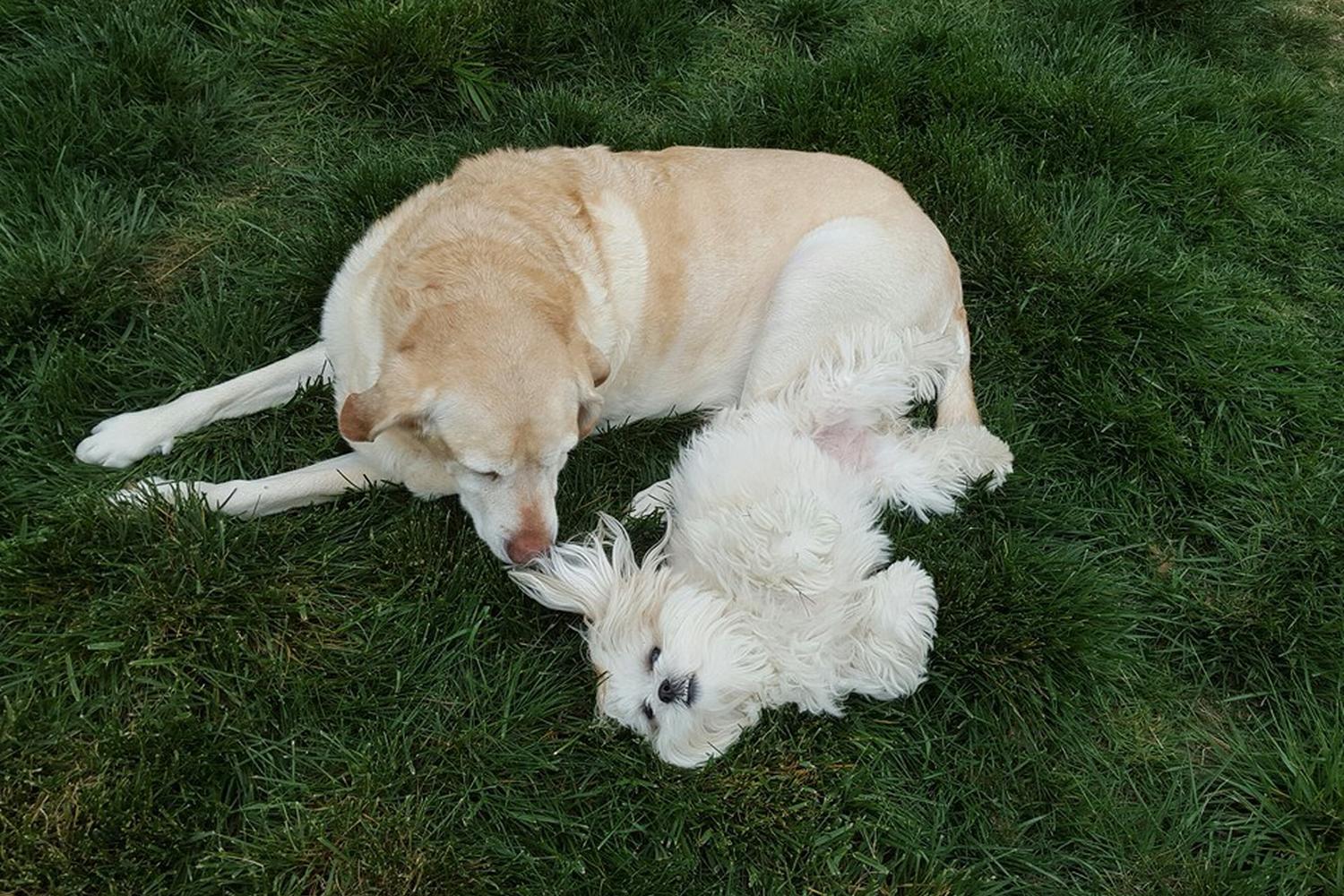 Southern Paws Pet Sitting/Daily Dog Walking 5