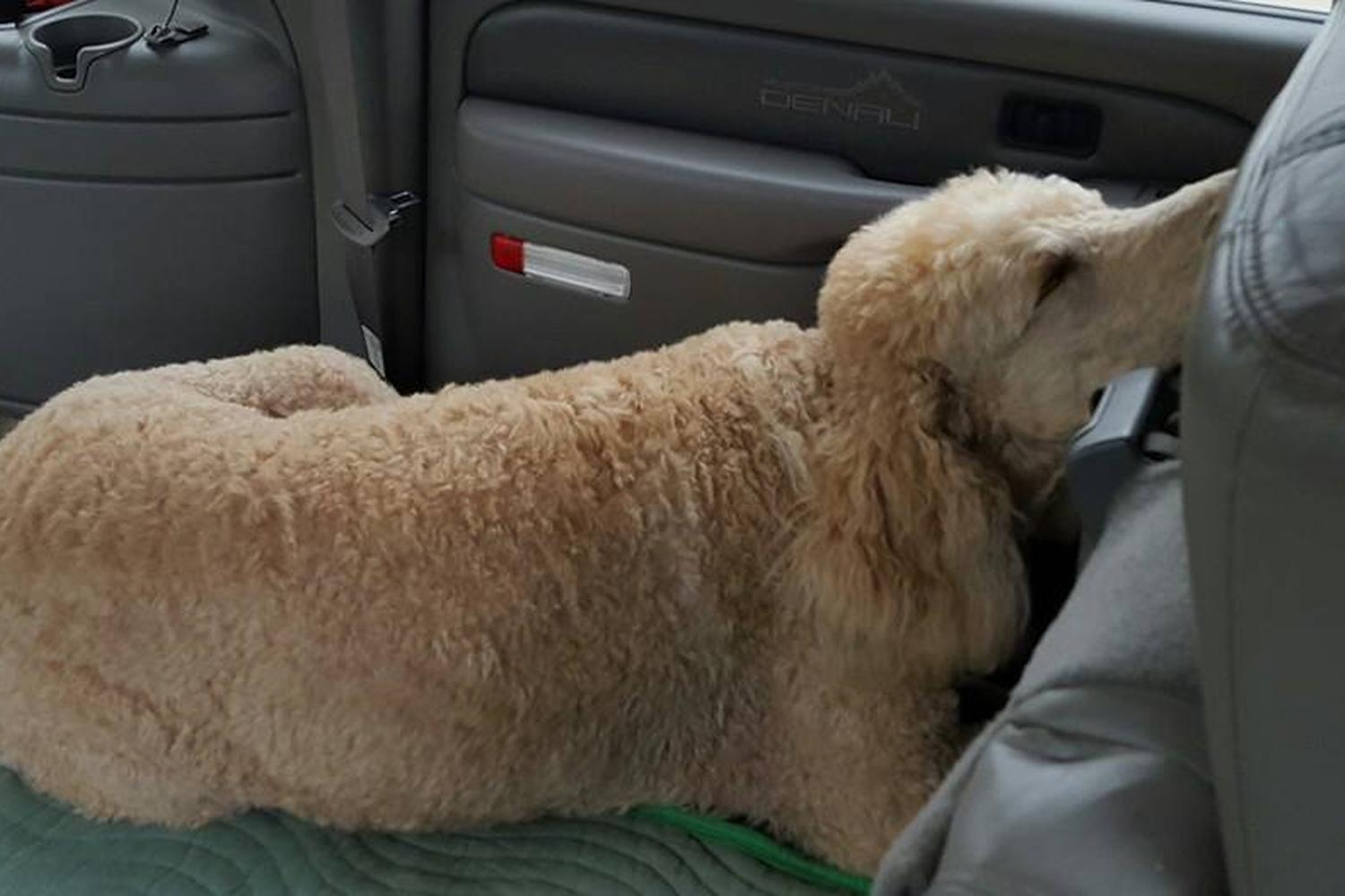 Southern Paws Pet Sitting/Daily Dog Walking 2