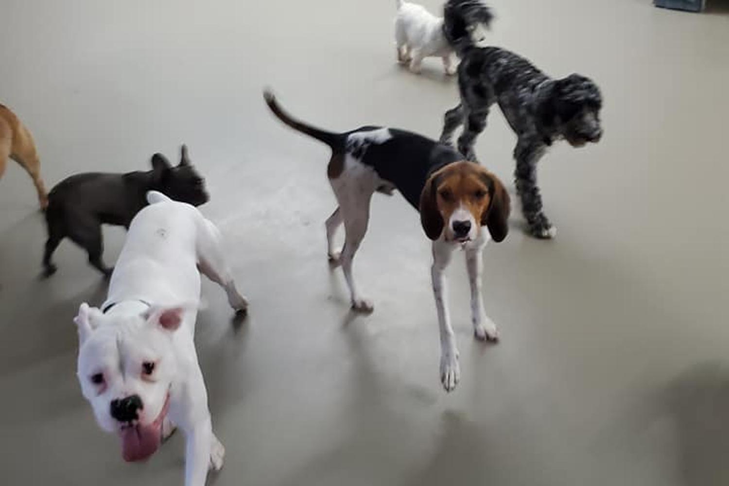The Woof Lodge 1