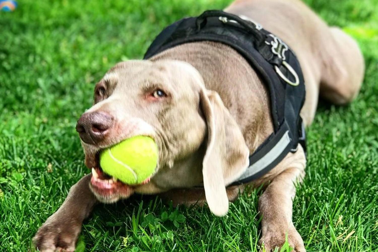 Baldwin Dog Park 2