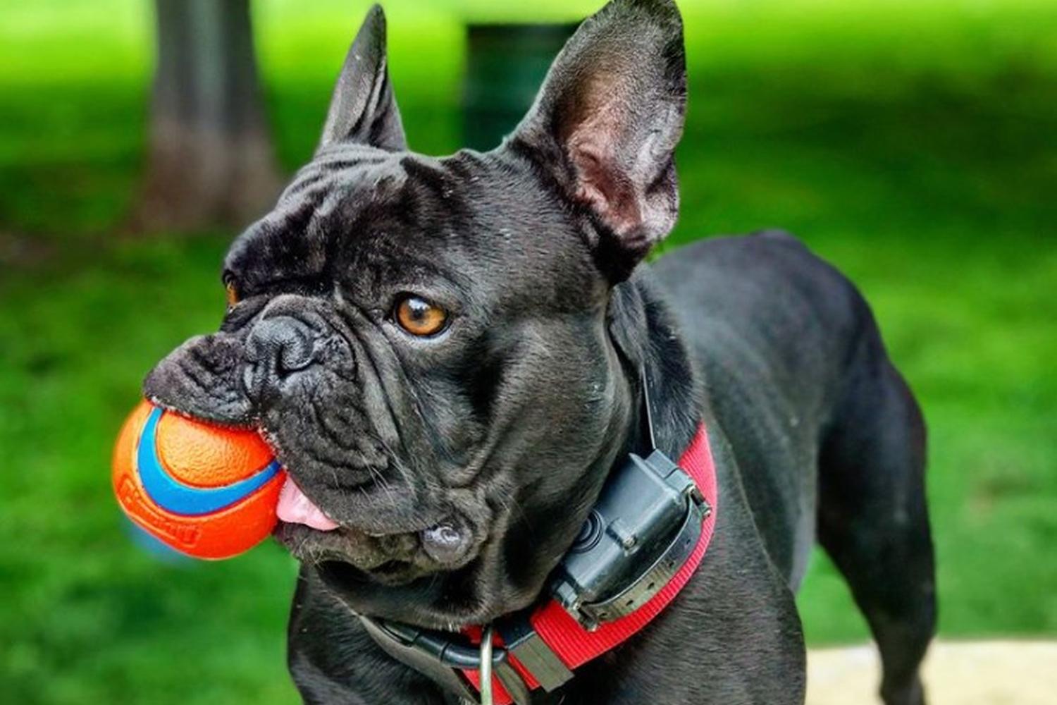 Baldwin Dog Park 0