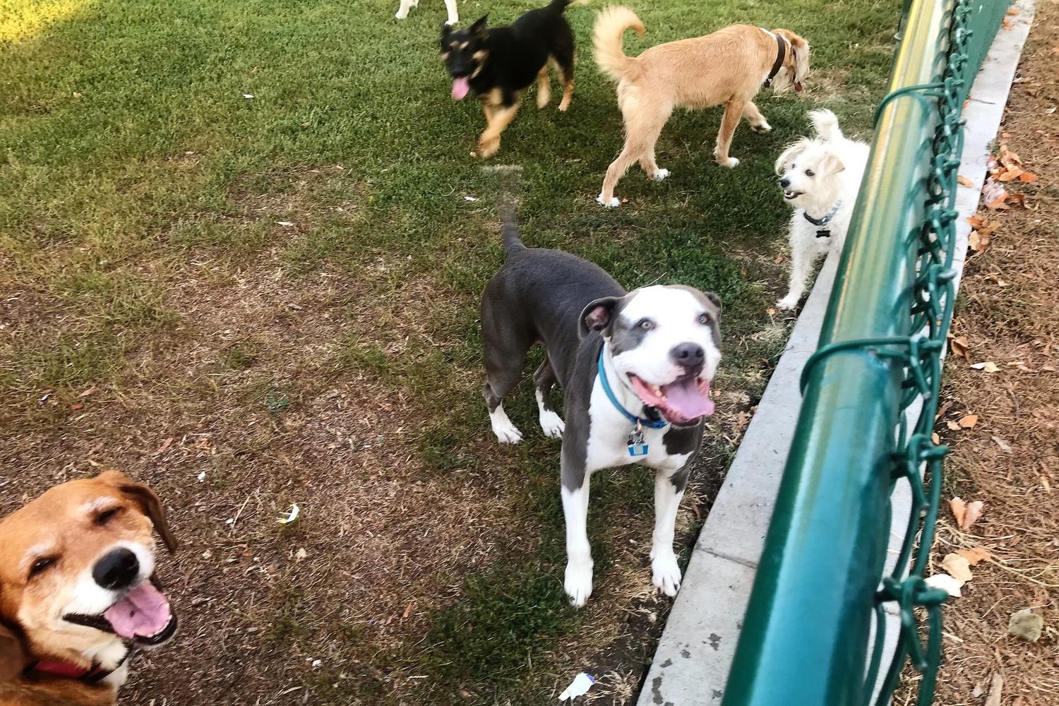 Baldwin Dog Park 1