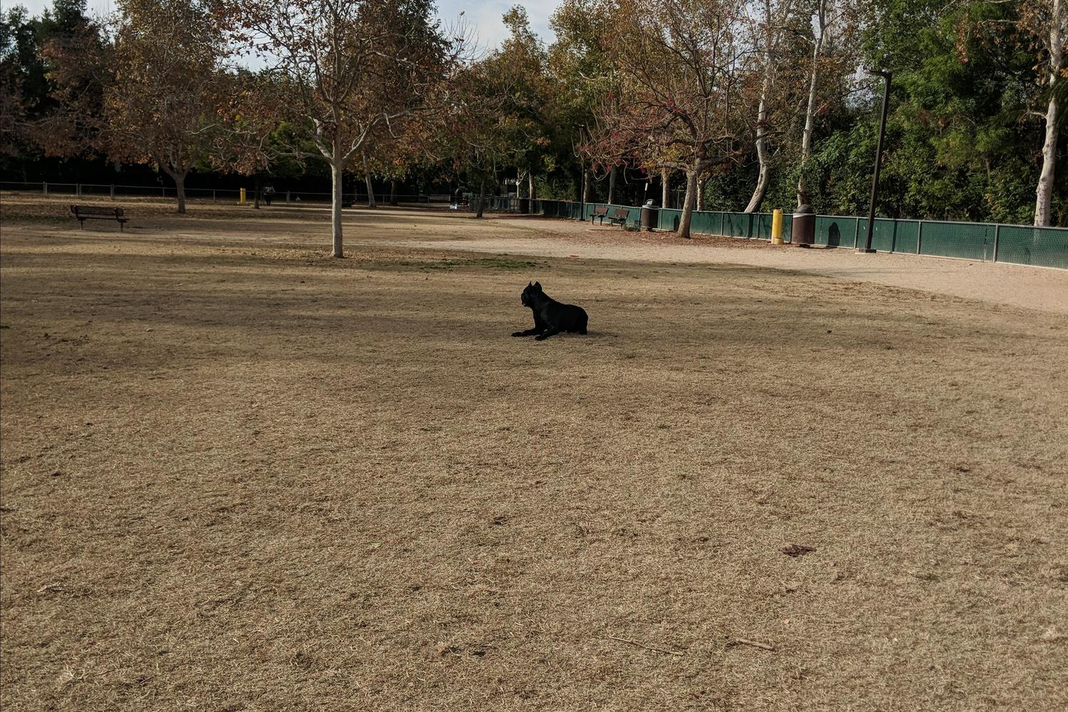 Claremont Pooch Dog Park 3