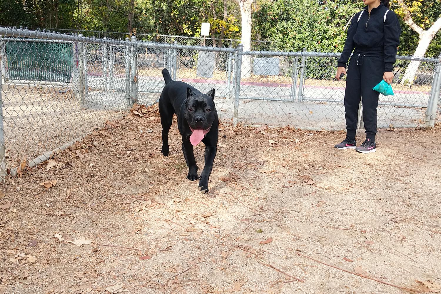 Claremont Pooch Dog Park 4