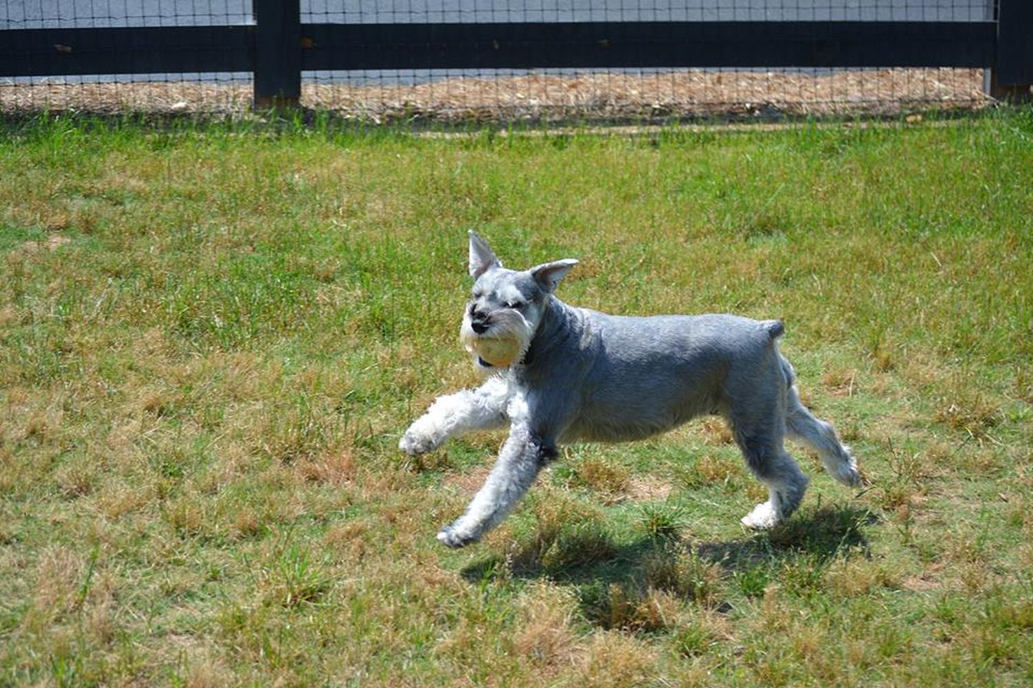 Countryside Pet Estates 1